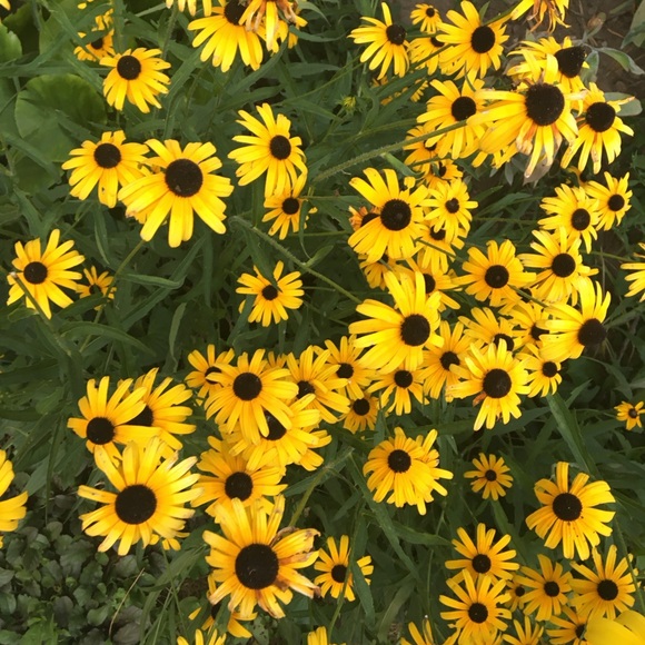 Meet your Posher, Elizabeth - Picture 1 of 1